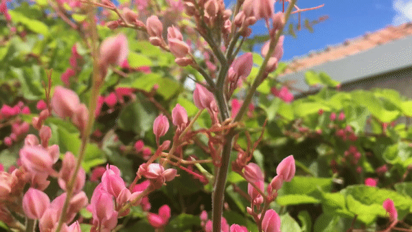 begonvil çiçeğinin özellikleri